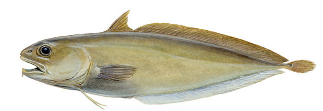 Guttigadus latifrons_332224